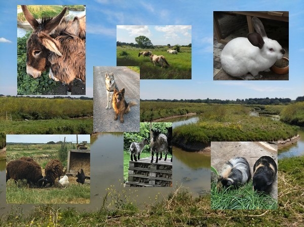 Les animaux de la Ferme des Câlinons du Marais